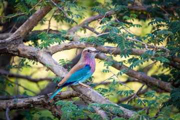 Close up of a lilac-breasted roller bird, perched on a branch and surrounded by vegetation
