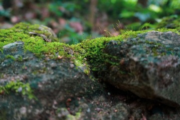 green moss on a stone