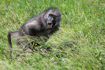 Two black babooons are mating partially hidden by tall green grass in the south african savanna