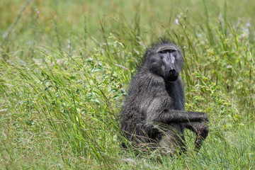 In south african savanna, a solitary female black baboon is sitting among tall green grass and staring back at the camera
