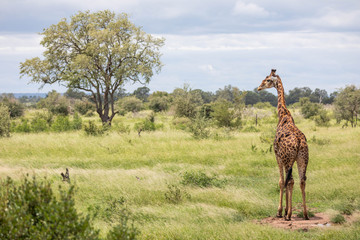 Naklejka na ściany i meble Iconic south african landscape with a solitary giraffe grazing in the savanna, surrounded by green bushes and a distant tree