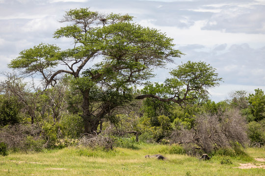 In south african savanna, a buffalo is resting under the canopy of a giant acacia tree, among green bushes