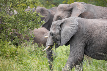 Naklejka premium Close up of a parade of grey elephants grazing among green bushes