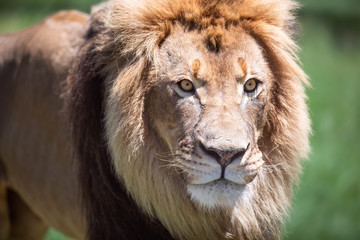 Close up portrait of a large male lion looking sideways, against a green bokeh background