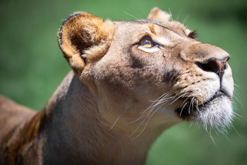 Close up portrait of a lioness looking up into the sun, against a green bokeh background - obrazy, fototapety, plakaty