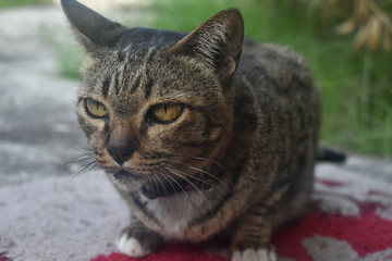 A close up of tabby cat with striking eyes, sitting on textured surface surrounded by greenery. cats fur displays mix of browns and blacks, showcasing its unique pattern. 
