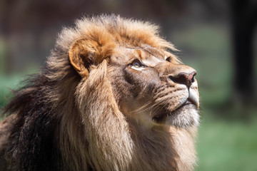 Close up portrait of a large male lion looking up into the sun against a bokeh background