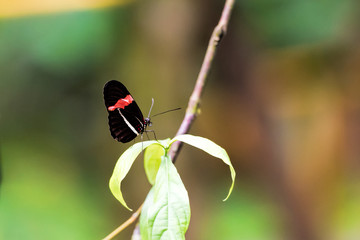 small postman butterfly in costa rica