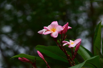 Colorful flowers in the garden.Plumeria flower blooming.Beautiful flowers in the garden Blooming in the summer	