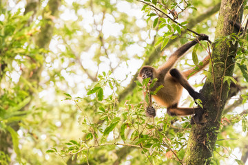 spider monkey in Costa Rica