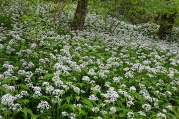 Forest with ramsons in bloom,  Pazin, istra