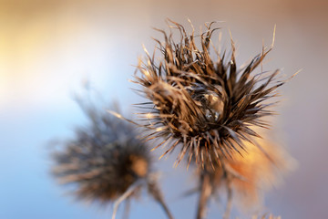 Thistle plant Silybum marianum. Fluffy flower of dry thorny plants. Autumn natural blurred background, selective focus. Close-up
