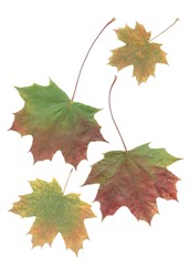 multicolor leaves of maple tree at autumn close up