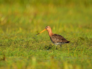 Rare the black-tailed godwit (Limosa limosa) hunting in grass on meadow, springtime