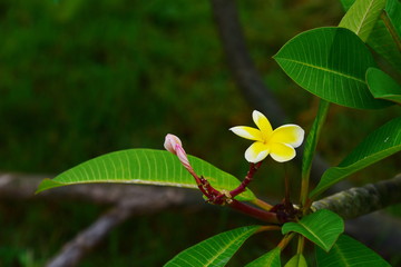 Beautiful flowers in the garden Blooming in the summer.Landscaped Formal Garden.