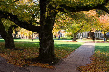 Fall season with cherry trees  in Quad square in university campus