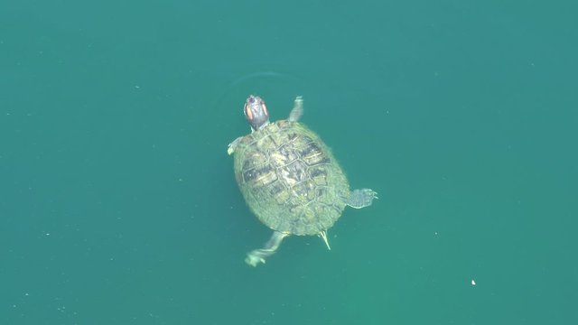 Turtle swimming in the lake. Blue water top view. Warm summer day at the lake.