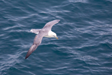 Seagull flying over the surface of the ocean