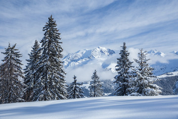 Majestic winter landscape with snowy fir trees.  Winter postcard.