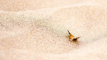 Butterfly over de sand