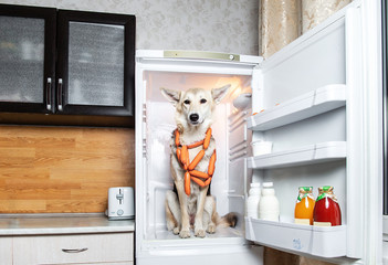 Confident dog stealing sausage from fridge at kitchen