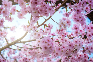 Cherry Blossoms And Sunlight In The Sky