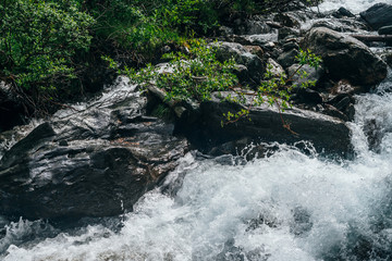 Obraz premium Beautiful atmospheric landscape with green tree branch above water riffle of mountain river. Rich flora near mountain creek with rapids. Fresh greenery near highland brook. Frozen motion of splashes.