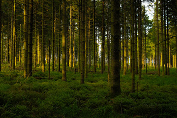 Fototapeta na wymiar Forêt Belge