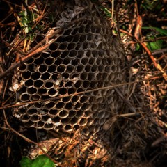 swarm of bees in beehive