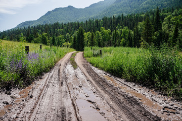 Сountry dirt road with slush and puddles leads into forest backwoods in mountains. Alpine scenic landscape to coniferous forest, big woody mountain and muddy road among fresh greenery in countryside. © Daniil