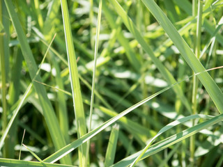 Bamboo thickets close up view