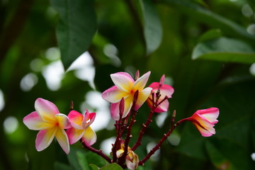 Colorful flowers in the garden.Plumeria flower blooming.Beautiful flowers in the garden Blooming in the summer	