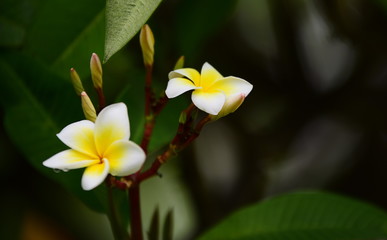 Obraz premium Colorful flowers in the garden.Plumeria flower blooming.Beautiful flowers in the garden Blooming in the summer 