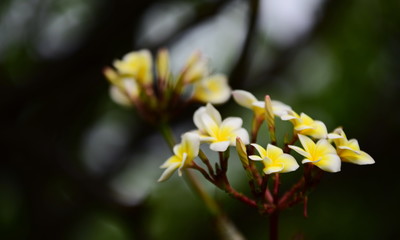 Colorful flowers in the garden.Plumeria flower blooming.Beautiful flowers in the garden Blooming in the summer	