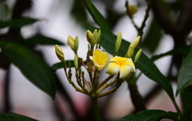 Colorful flowers in the garden.Plumeria flower blooming.Beautiful flowers in the garden Blooming in the summer	
