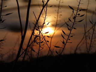 dry rape plant in the sunset