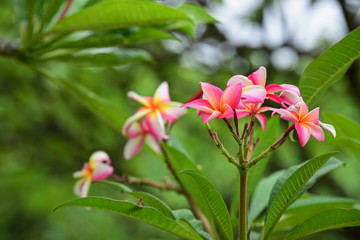 Colorful flowers in the garden.Plumeria flower blooming.Beautiful flowers in the garden Blooming in the summer	