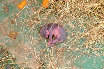 Little new born bunny on ground floor with dry grass