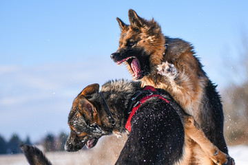 Agressive dogs. Dog attack. Dog fight. German shepherd