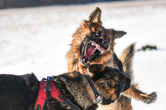 Agressive Dogs. Dog Attack. Dog Fight. German Shepherd