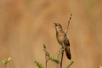 Macro of adult male Savi's warbler (Locustella luscinioides) singing in reed