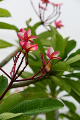 Colorful flowers in the garden.Plumeria flower blooming.Beautiful flowers in the garden Blooming in the summer	