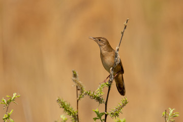 Macro of adult male Savi's warbler (Locustella luscinioides) singing in reed