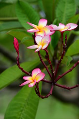 Obraz premium Colorful flowers in the garden.Plumeria flower blooming.Beautiful flowers in the garden Blooming in the summer 