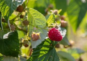 Ripe raspberries on a plant in the garden