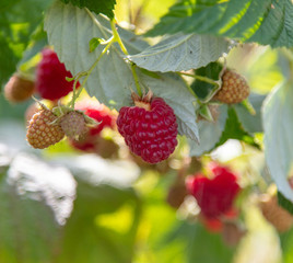 Ripe raspberries on a plant in the garden