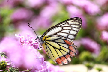 butterfly on flower