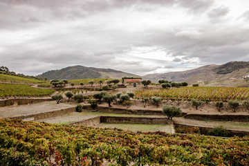 AN AMAZING VINYARD VILLAGE