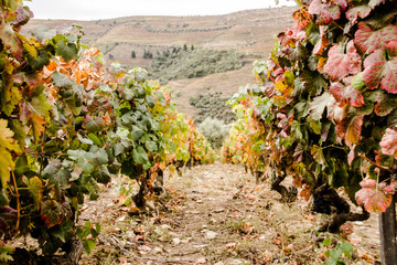 A LOOK FROM THE INSIDE ROW IN VINYARD
