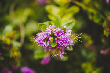 Obraz premium purple flowers in the garden